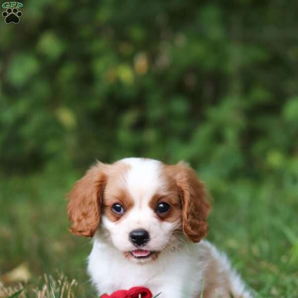 Cosmo, Cavalier King Charles Spaniel Puppy